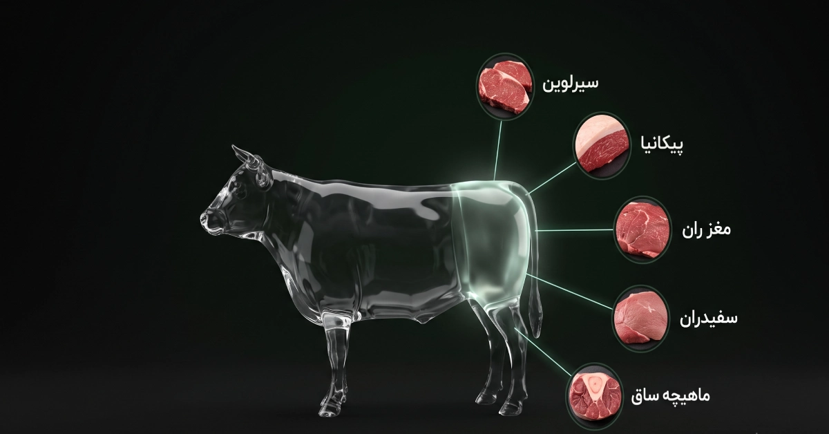 اینفوگرافیک-آناتومی-بخش-های-عقبی-گوشت-گوساله