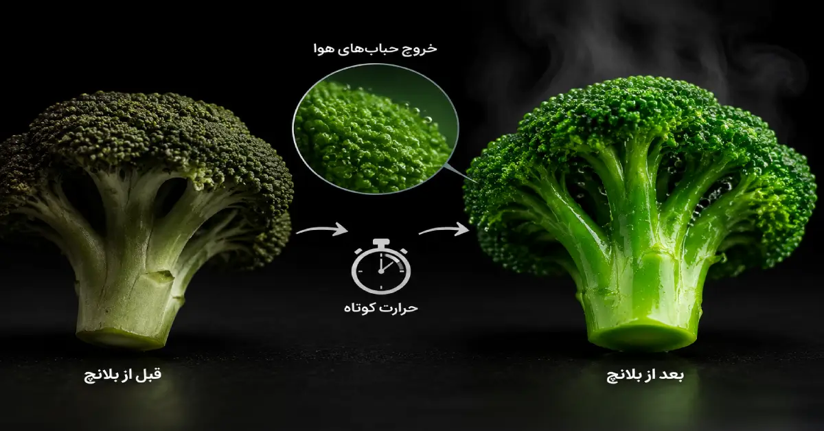 مقایسه تغییر رنگ بروکلی قبل و بعد از بلانچ کردن برای تثبیت کلروفیل و حفظ رنگ سبز درخشان سبزیجات