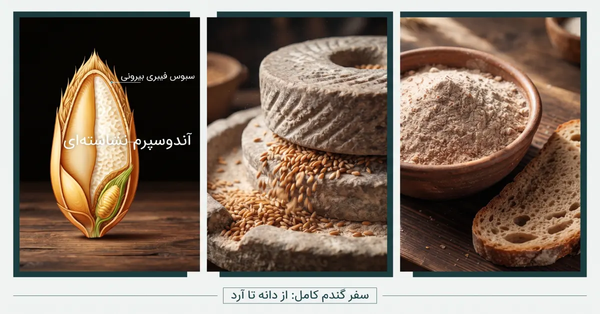 مراحل تولید آرد کامل گندم، ساختار دانه غلات، فرآیند آسیاب کردن و بافت آرد سبوسدار روی میز چوبی.